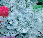 Семена цветов цинерария Приморская 0,1г Агроуспех