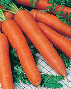 Семена морковь Красный великан 2г Агроуспех