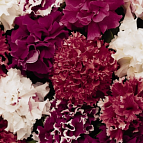 Семена цветов петуния Глориоза махровая F1 смесь окрасок 10шт Агроуспех