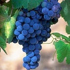 Растение виноград плодовый Цимлянский, фиолетовый 2-х летка
