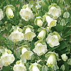 Семена цветов кобея Винно-белая 4шт Агроуспех