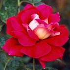 Роза чайно-гибридная Кроненбург v5 Tim