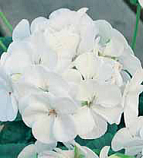 Семена цветов пеларгония Снежана белая 4шт Агроуспех