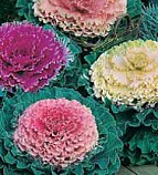Семена цветов капуста декоративная Осака 10шт Агроуспех