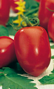 Семена томат Новичок 0,2г Агроуспех