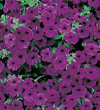 Семена цветов петуния Вельвет F1 фиолетовая 5шт Агроуспех