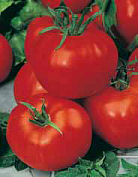 Семена томат Нептун ранний F1 0,1г Агроуспех
