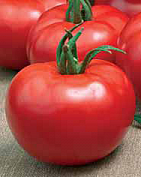 Семена томат Волгоградский 323 ранний 0,3г Агроуспех