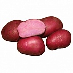 Картофель семенной Сюрприз 30-55мм элита 2кг